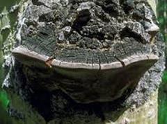 قارچ پافیلی / مِشیما